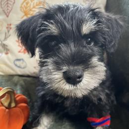Boy 1 - male Miniature Schnauzer puppy in Kingston, Georgia from Mary Jean Suhor