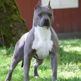 Posh - American Pit Bull Terrier