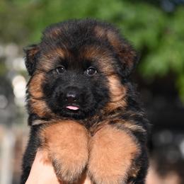 Caption - Black and red male German Shepherd puppy in Azle, Texas from Alsup German Shepherds