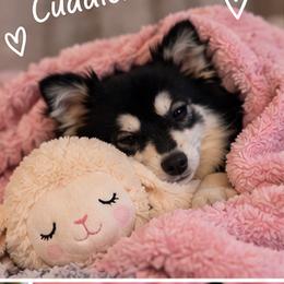 Tala - Black and white female Pomsky puppy in Orlando, Florida from Way too cute Pomskies
