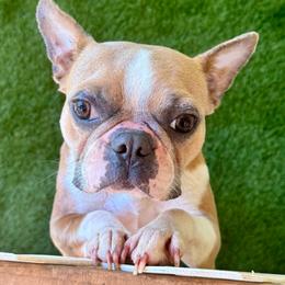 Pancake - Lilac female Boston Terrier puppy in Rosston, Arkansas from Green Acre Boston Terriers