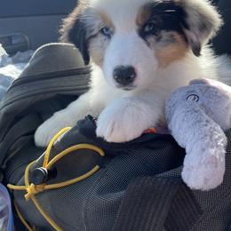 Australian Shepherd Puppies from Storybrooke Australian Shepherds