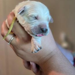 Yellow - Golden male Golden Retriever puppy in Lucasville, Ohio from Halo Kennels