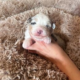 Vogue - Blue merle female Australian Shepherd puppy in Mcmillan, Michigan from Hall-N-Auss Australian shepherds