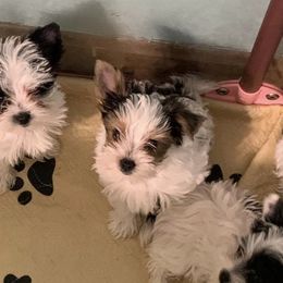 Yorkshire Terriers from Inskeep’s Precious Paws