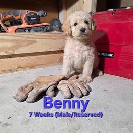 Macbeth - Cream male Labradoodle puppy in Genoa City, Wisconsin from Sakura Pups
