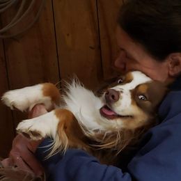 Buck - Miniature Australian Shepherd