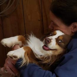 Buck - Miniature Australian Shepherd