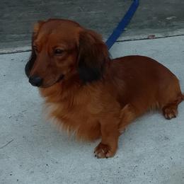 Rawlo - Dachshund