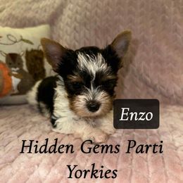 Enzo - Parti male Yorkshire Terrier puppy in Clarksburg, Indiana from Hidden Gems Parti Yorkies