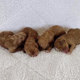 Girl 3 - Apricot female Australian Labradoodle puppy in Harrisonburg, Virginia from Crown Doodles