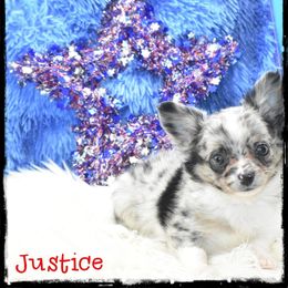 Justice - Merle male Chihuahua puppy in Demorest, Georgia from Sourpatch Chihuahuas