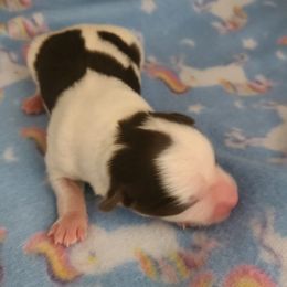 Yorkshire Terriers from Ardolini Yorkies