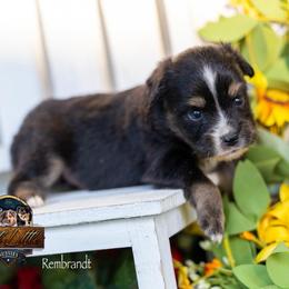 Rembrandt - Black tri male Toy Australian Shepherd puppy in Granbury, Texas from Best Little Aussies