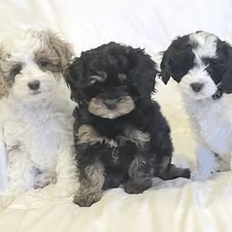 Cavapoo Puppies from The Cavapoo Family