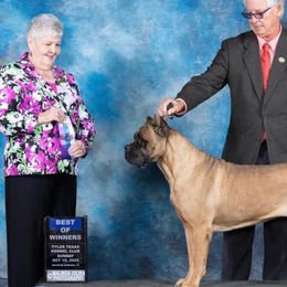 BeBee - Cane Corso