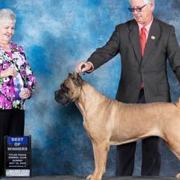 BeBee - Cane Corso