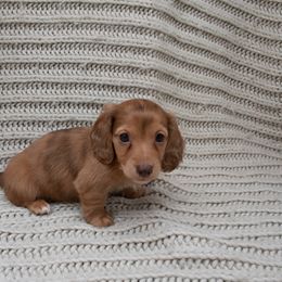 Dachshund Puppies from Golden Creek Farm