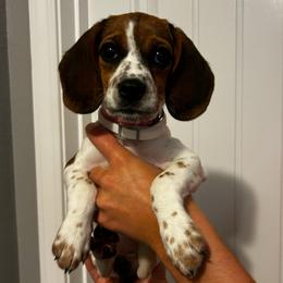 Squirt - Blue tan and white female Beagle puppy in Walnut Grove, Missouri from C & L Beagles and Bassets