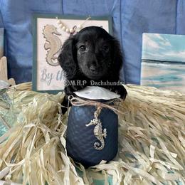 Dachshund Puppies from M.H.P Dachshunds