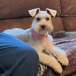 Pearl - Miniature Schnauzer
