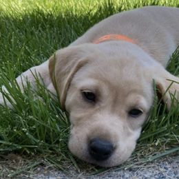 French Bulldogs and Labrador Retrievers from Little Wood Frenchies