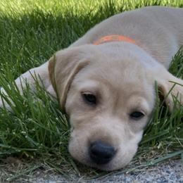 French Bulldogs and Labrador Retrievers from Little Wood Frenchies