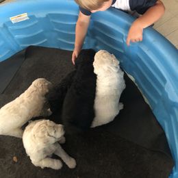 Poodle Puppies from Southern Standards