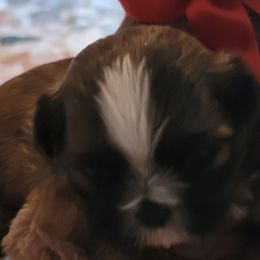 Shih Tzus from Chyrie Shih Tzus