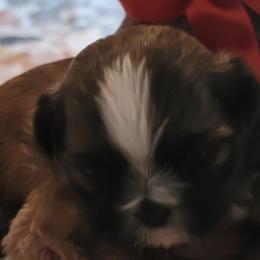 Shih Tzus from Chyrie Shih Tzus