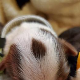 Miniature Australian Shepherd Puppies from Barnyard Mini Aussies