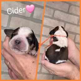 Cider - Liver white and tan female English Springer Spaniel puppy in Freeland, Michigan from McNally's Springer Spaniels