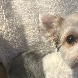 French Bulldogs and Yorkshire Terriers from Melissa's Paw Impressions