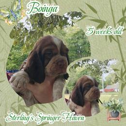 Boinga - Tri-Roan female English Springer Spaniel puppy in Westover, Maryland from Sterling's springer Haven