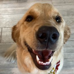 Miley - Goldendoodle