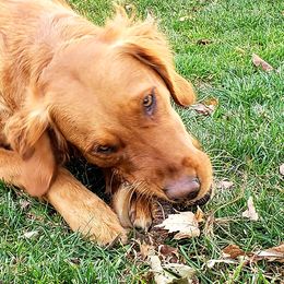 Daisy - Golden Retriever