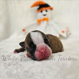 Mary - Brindle and white female Boston Terrier puppy in Mulberry, Arkansas from White Valley Boston Terriers