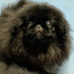 Cardigan Welsh Corgi and Pekingese Puppies from Patrick Ormos' Corgis and Pekingese