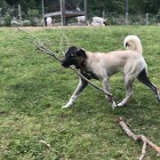 Kangals from Berecz Hollow Farm LLC