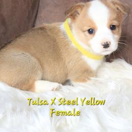 Yellow female. - White and red female Pembroke Welsh Corgi puppy in Wayne City, Illinois from Lash Livestock & Corgis