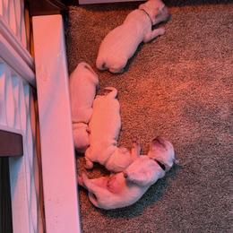 Miss Purple - Light golden female Golden Retriever puppy in Douglas, Massachusetts from Oak Breeze Retrievers