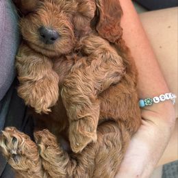 Chestnut - Red  Poodle puppy in Jensen Beach, Florida from Pineapple Poodles