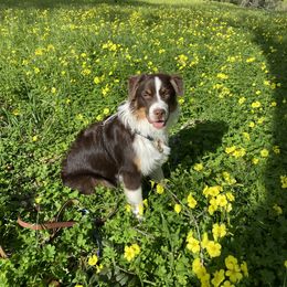 Australian Shepherd Puppies from Trinity Aussies