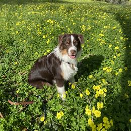 Australian Shepherd Puppies from Trinity Aussies