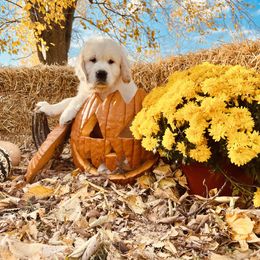 Light Blue - Light golden Golden Retriever puppy in Linden, Michigan from High Society Farm