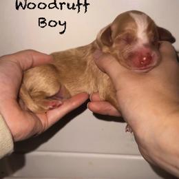 Woodruff - Cream male Goldendoodle puppy in Suring, Wisconsin from Black Oak Doodles