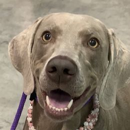 Raven  - Weimaraner