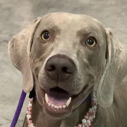 Raven  - Weimaraner