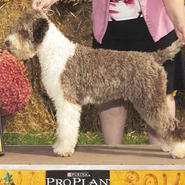 Lagotto Romagnolo puppies from Almar Lagotto