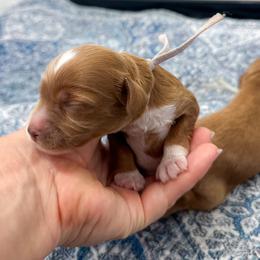Harrietta - Red female Cockapoo puppy in Pledger, Texas from Sugarbear Cockapoos